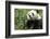 China, Sichuan, Chengdu, Giant Panda Bear Feeding on Bamboo Shoots-Paul Souders-Framed Photographic Print