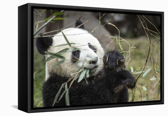 China, Sichuan, Chengdu, Giant Panda Bear Feeding on Bamboo Shoots-Paul Souders-Framed Premier Image Canvas