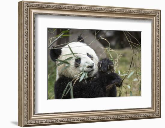 China, Sichuan, Chengdu, Giant Panda Bear Feeding on Bamboo Shoots-Paul Souders-Framed Photographic Print