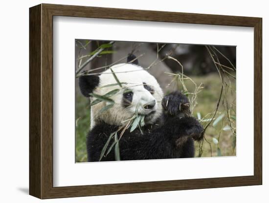 China, Sichuan, Chengdu, Giant Panda Bear Feeding on Bamboo Shoots-Paul Souders-Framed Photographic Print