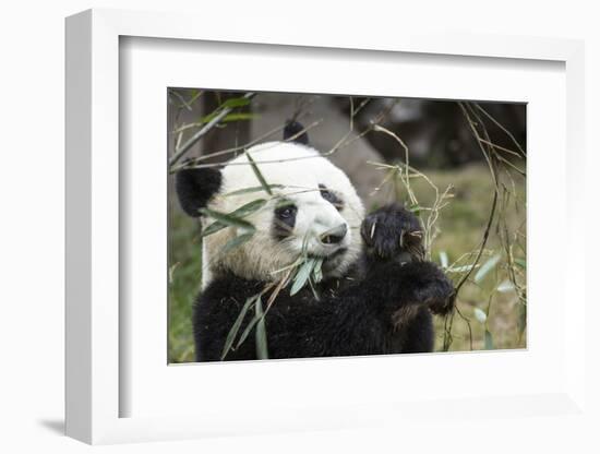 China, Sichuan, Chengdu, Giant Panda Bear Feeding on Bamboo Shoots-Paul Souders-Framed Photographic Print