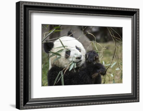 China, Sichuan, Chengdu, Giant Panda Bear Feeding on Bamboo Shoots-Paul Souders-Framed Photographic Print