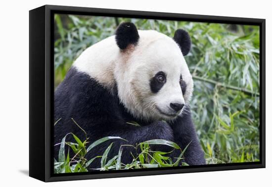 China, Sichuan, Chengdu, Giant Panda Bear Feeding on Bamboo Shoots-Paul Souders-Framed Premier Image Canvas