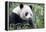 China, Sichuan, Chengdu, Giant Panda Bear Feeding on Bamboo Shoots-Paul Souders-Framed Premier Image Canvas