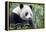 China, Sichuan, Chengdu, Giant Panda Bear Feeding on Bamboo Shoots-Paul Souders-Framed Premier Image Canvas