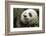 China, Sichuan, Chengdu, Giant Panda Bear Feeding on Bamboo Shoots-Paul Souders-Framed Photographic Print