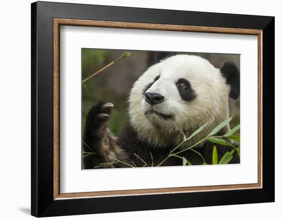 China, Sichuan, Chengdu, Giant Panda Bear Feeding on Bamboo Shoots-Paul Souders-Framed Photographic Print