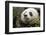 China, Sichuan, Chengdu, Giant Panda Bear Feeding on Bamboo Shoots-Paul Souders-Framed Photographic Print