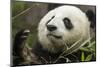 China, Sichuan, Chengdu, Giant Panda Bear Feeding on Bamboo Shoots-Paul Souders-Mounted Photographic Print