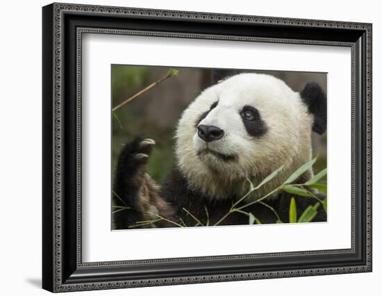 China, Sichuan, Chengdu, Giant Panda Bear Feeding on Bamboo Shoots-Paul Souders-Framed Photographic Print