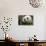 China, Sichuan, Chengdu, Giant Panda Bear Feeding on Bamboo Shoots-Paul Souders-Photographic Print displayed on a wall