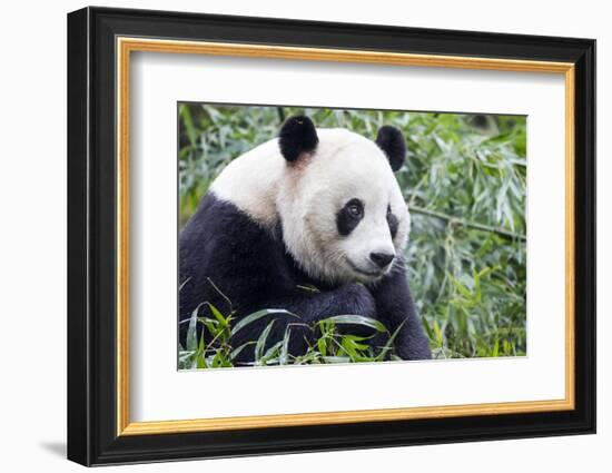 China, Sichuan, Chengdu, Giant Panda Bear Feeding on Bamboo Shoots-Paul Souders-Framed Photographic Print