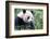 China, Sichuan, Chengdu, Giant Panda Bear Feeding on Bamboo Shoots-Paul Souders-Framed Photographic Print