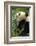 China, Sichuan, Chengdu, Giant Panda Bear Feeding on Bamboo Shoots-Paul Souders-Framed Photographic Print