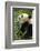 China, Sichuan, Chengdu, Giant Panda Bear Feeding on Bamboo Shoots-Paul Souders-Framed Photographic Print