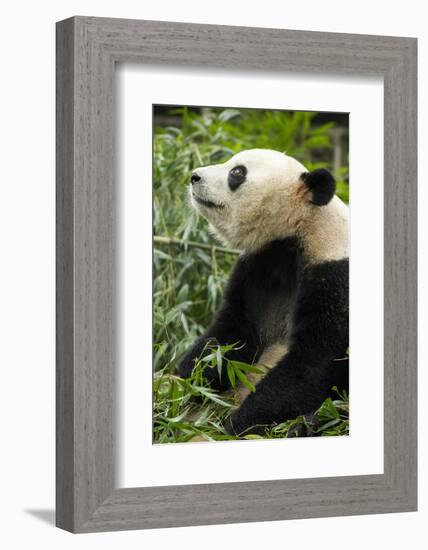 China, Sichuan, Chengdu, Giant Panda Bear Feeding on Bamboo Shoots-Paul Souders-Framed Photographic Print