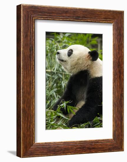 China, Sichuan, Chengdu, Giant Panda Bear Feeding on Bamboo Shoots-Paul Souders-Framed Photographic Print