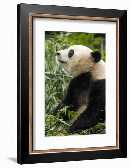 China, Sichuan, Chengdu, Giant Panda Bear Feeding on Bamboo Shoots-Paul Souders-Framed Photographic Print