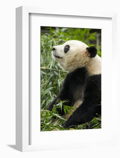 China, Sichuan, Chengdu, Giant Panda Bear Feeding on Bamboo Shoots-Paul Souders-Framed Photographic Print