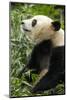 China, Sichuan, Chengdu, Giant Panda Bear Feeding on Bamboo Shoots-Paul Souders-Mounted Photographic Print