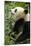 China, Sichuan, Chengdu, Giant Panda Bear Feeding on Bamboo Shoots-Paul Souders-Mounted Photographic Print