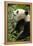 China, Sichuan, Chengdu, Giant Panda Bear Feeding on Bamboo Shoots-Paul Souders-Framed Premier Image Canvas