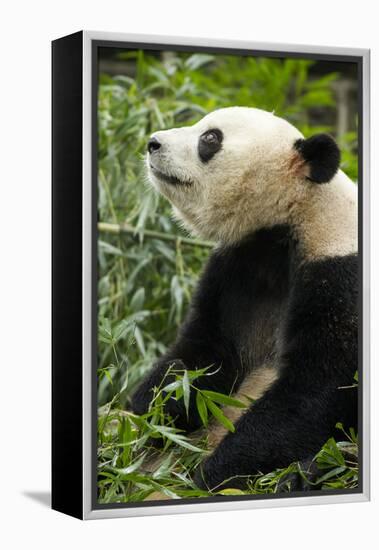 China, Sichuan, Chengdu, Giant Panda Bear Feeding on Bamboo Shoots-Paul Souders-Framed Premier Image Canvas