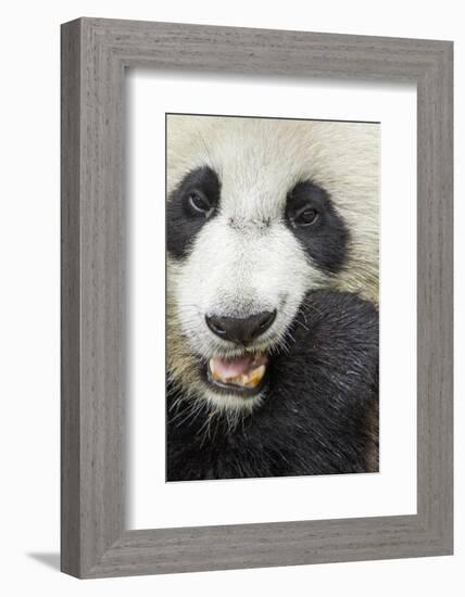 China, Sichuan, Chengdu, Giant Panda Bear Feeding on Bamboo Shoots-Paul Souders-Framed Photographic Print