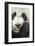 China, Sichuan, Chengdu, Giant Panda Bear Feeding on Bamboo Shoots-Paul Souders-Framed Photographic Print