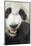 China, Sichuan, Chengdu, Giant Panda Bear Feeding on Bamboo Shoots-Paul Souders-Mounted Photographic Print