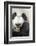 China, Sichuan, Chengdu, Giant Panda Bear Feeding on Bamboo Shoots-Paul Souders-Framed Photographic Print