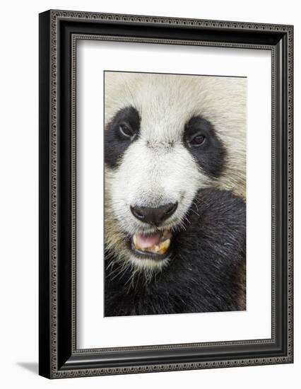 China, Sichuan, Chengdu, Giant Panda Bear Feeding on Bamboo Shoots-Paul Souders-Framed Photographic Print