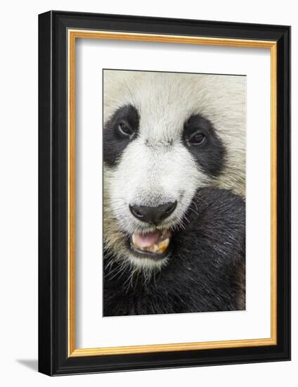 China, Sichuan, Chengdu, Giant Panda Bear Feeding on Bamboo Shoots-Paul Souders-Framed Photographic Print