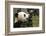 China, Sichuan, Chengdu, Giant Panda Bear Feeding on Bamboo Shoots-Paul Souders-Framed Photographic Print