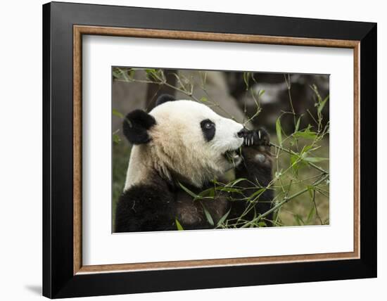 China, Sichuan, Chengdu, Giant Panda Bear Feeding on Bamboo Shoots-Paul Souders-Framed Photographic Print