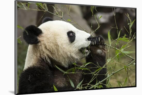 China, Sichuan, Chengdu, Giant Panda Bear Feeding on Bamboo Shoots-Paul Souders-Mounted Photographic Print