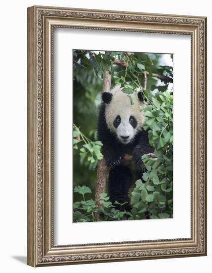 China, Sichuan Province, Chengdu, Chengdu Research Base of Giant Panda Breeding. Young giant panda -Ellen Goff-Framed Photographic Print