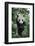 China, Sichuan Province, Chengdu, Chengdu Research Base of Giant Panda Breeding. Young giant panda -Ellen Goff-Framed Photographic Print