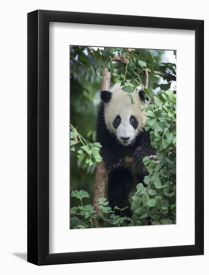 China, Sichuan Province, Chengdu, Chengdu Research Base of Giant Panda Breeding. Young giant panda -Ellen Goff-Framed Photographic Print