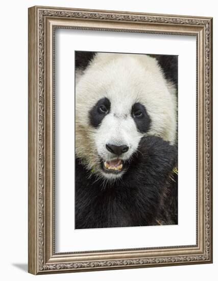 China, Sichuan Province, Chengdu, Pgiant Panda Bear Feeding on Bamboo-Paul Souders-Framed Photographic Print