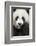 China, Sichuan Province, Chengdu, Pgiant Panda Bear Feeding on Bamboo-Paul Souders-Framed Photographic Print