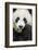 China, Sichuan Province, Chengdu, Pgiant Panda Bear Feeding on Bamboo-Paul Souders-Framed Photographic Print