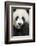 China, Sichuan Province, Chengdu, Pgiant Panda Bear Feeding on Bamboo-Paul Souders-Framed Photographic Print