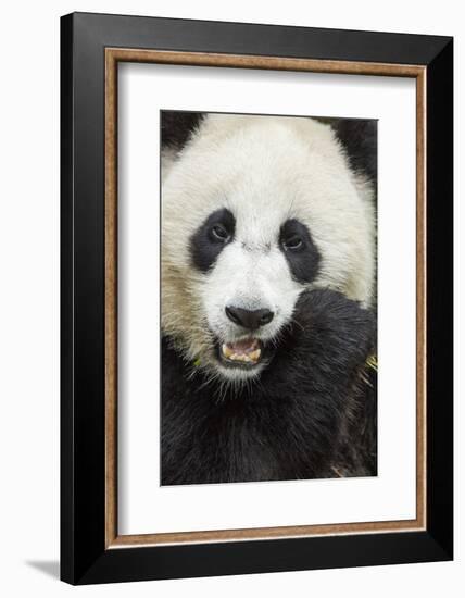 China, Sichuan Province, Chengdu, Pgiant Panda Bear Feeding on Bamboo-Paul Souders-Framed Photographic Print