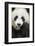 China, Sichuan Province, Chengdu, Pgiant Panda Bear Feeding on Bamboo-Paul Souders-Framed Photographic Print