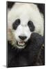 China, Sichuan Province, Chengdu, Pgiant Panda Bear Feeding on Bamboo-Paul Souders-Mounted Photographic Print