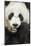 China, Sichuan Province, Chengdu, Pgiant Panda Bear Feeding on Bamboo-Paul Souders-Mounted Photographic Print