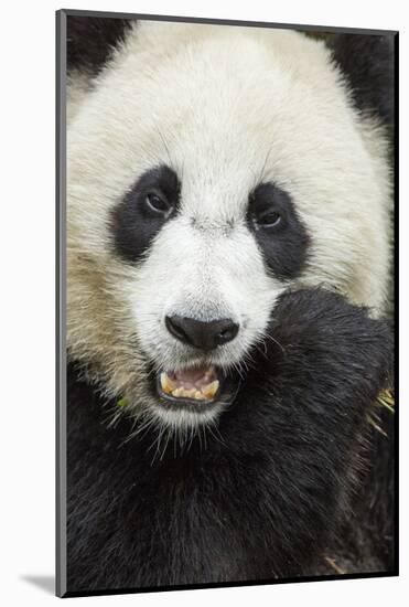 China, Sichuan Province, Chengdu, Pgiant Panda Bear Feeding on Bamboo-Paul Souders-Mounted Photographic Print