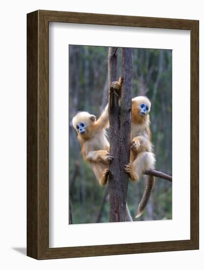 China. Wild snub-nosed monkey babies.-Jaynes Gallery-Framed Photographic Print