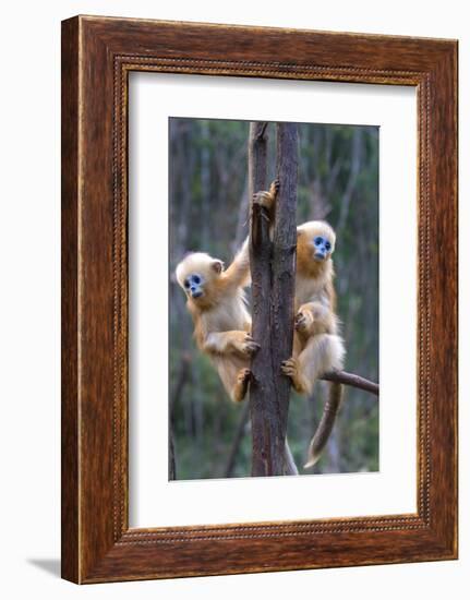 China. Wild snub-nosed monkey babies.-Jaynes Gallery-Framed Photographic Print